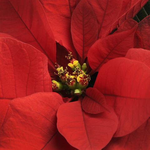 פרח יחיד ואדום של חג המולד, שמוצג מקרוב, סמל נוצרי ועלי כותרת של צמחים פורחים לחג מאפשרים מקום להעתיק מקום