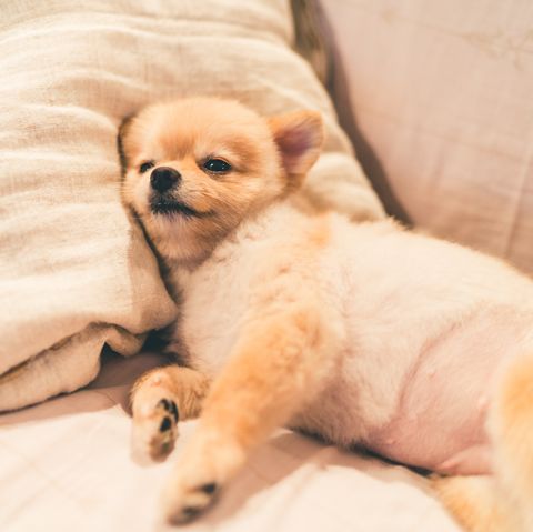 σκυλί πομεράνι που κοιμάται στο μαξιλάρι στο κρεβάτι, με χώρο αντιγραφής