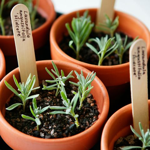 f4t3gp propagation de la lavande lavandula angustifolia hidcote plateau de boutures préparées