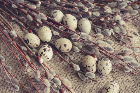 Αυγά ορτυκιών και μουνί-ιτιά σε φόντο καμβά