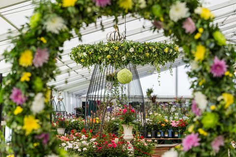 Les chrysanthèmes directs de l'exposition florale de tatton park 2019 occuperont le devant de la scène en tant que maître cultivateur