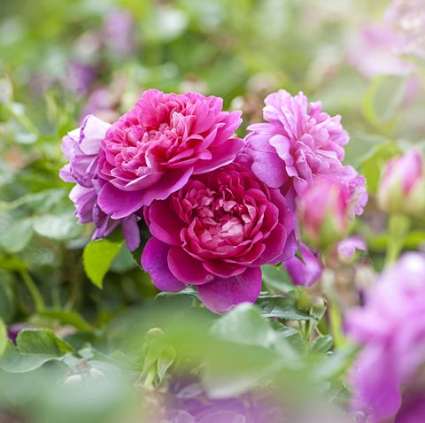 rosa 'princesse ann'