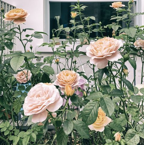 roses qui fleurissent devant la fenêtre