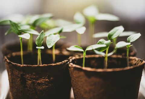 pot de graines de propagation avec de la terre et du piment au poivre ou des semis de paprika ou des pousses en croissance