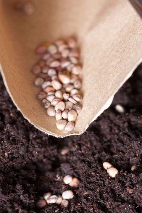זרעים נטועים באדמה עשירה, קומפוסט