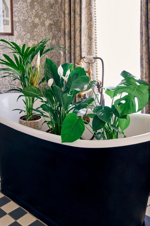 collection de plantes d'intérieur soho home x leaf envie