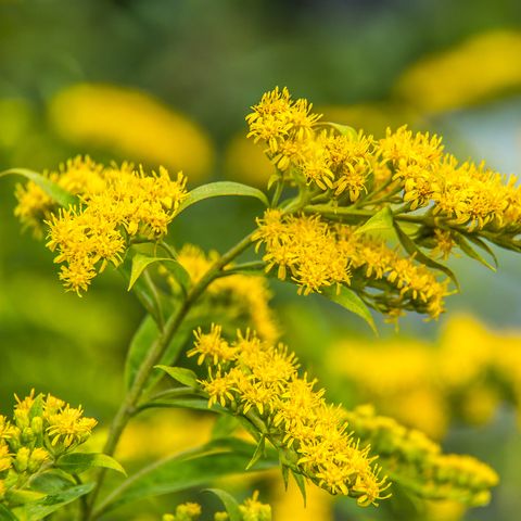 solidago canadensis קנדה זהוב צהוב פרחי קיץ צמח מרפא