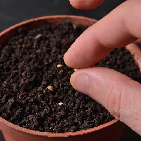 אצבעות מחזיקות זרע קטן של פלפל חריף מוכן לזריעה בסיר עם אדמה בגינון ביתי ומושג בוטני