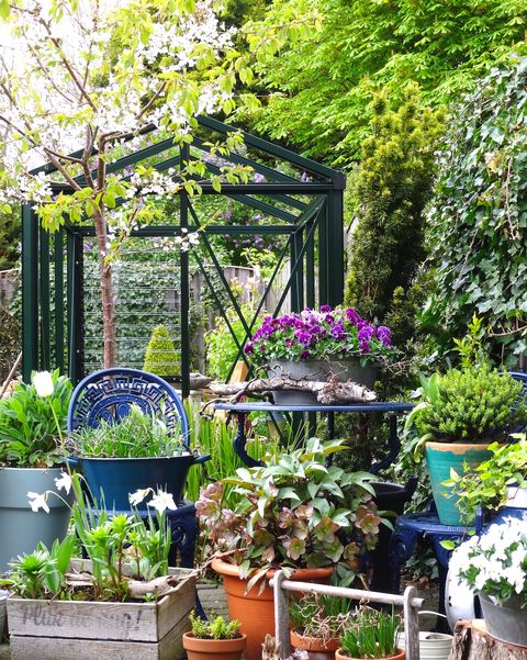 αστικός κήπος μικρός μίνι αγγλικός κάθετος κήπος με θερμοκήπιο ωραίο και πράσινο φρέσκο ​​ξεκίνημα της άνοιξης καλλιεργώντας τα δικά σας λαχανικά