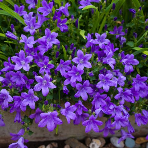 ιώδη χρώματα campanula muralis λουλούδια ως φόντο που μεγαλώνει στον κήπο