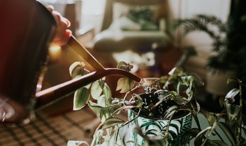 arrosoir rouge dans un environnement domestique, tenant un arrosoir rouge et arrosant une plante