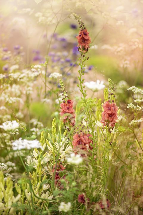 fleurs sauvages qui poussent