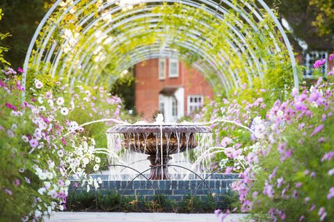 promenade de glycine avec des fleurs de cosmos en septembre à rhs garden wisley