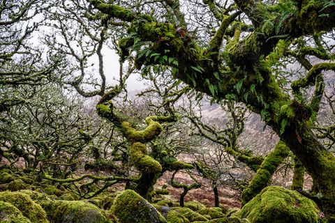 עץ ויסטמן, דבון, אנגליה