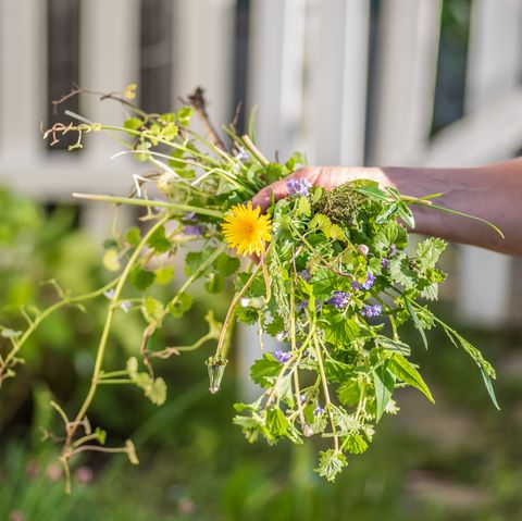 Gros plan de la main de la femme après avoir arraché les mauvaises herbes dans le jardin