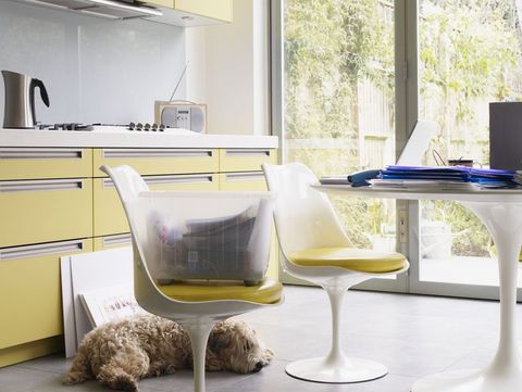 κίτρινα ντουλάπια κουζίνας, σκύλος στο πάτωμα