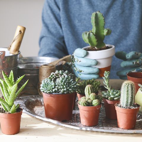 groupe de cactus sur table en bois